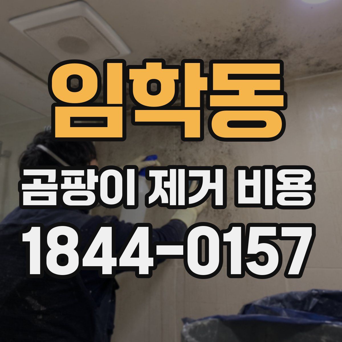 임학동 곰팡이 제거 비용