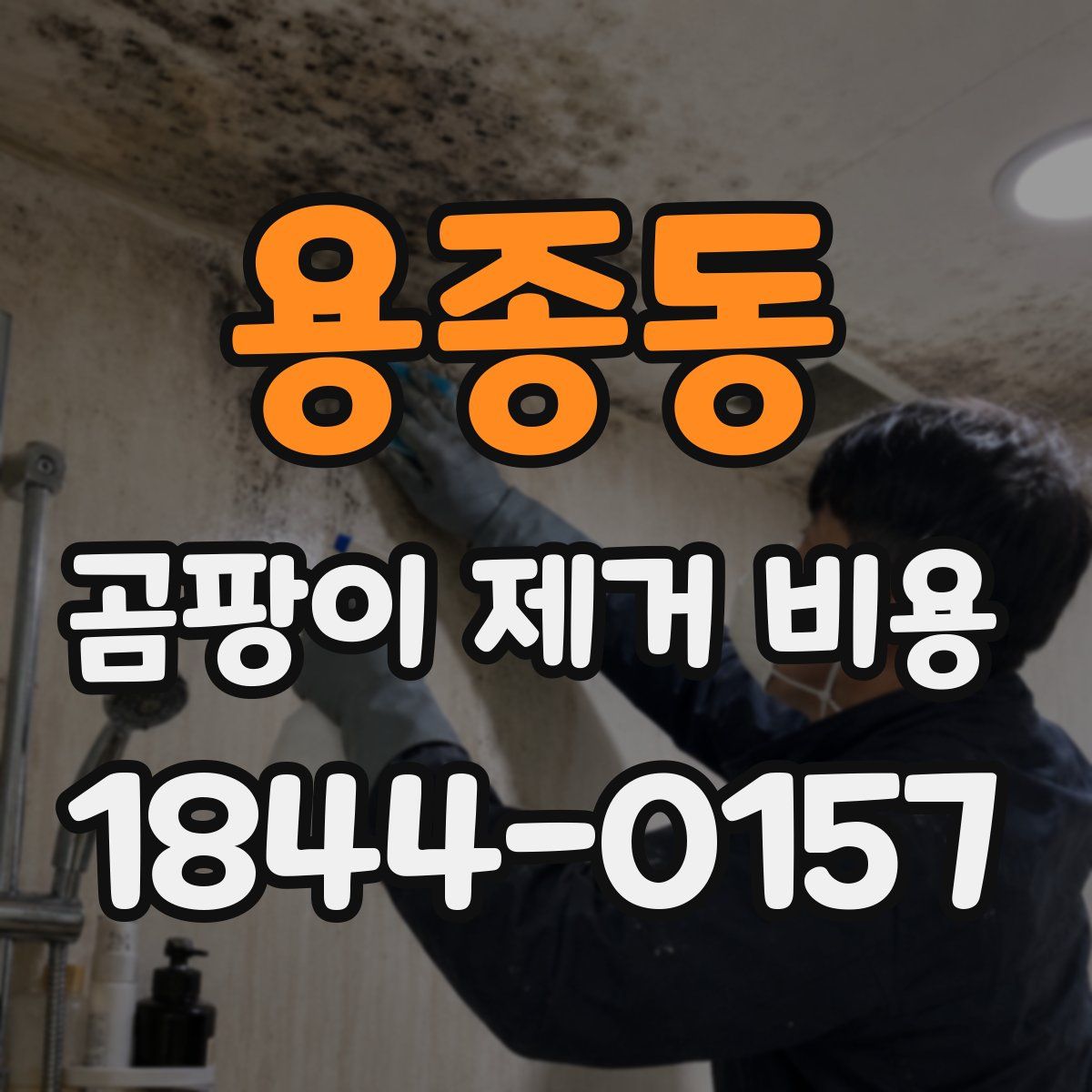 용종동 곰팡이 제거 비용
