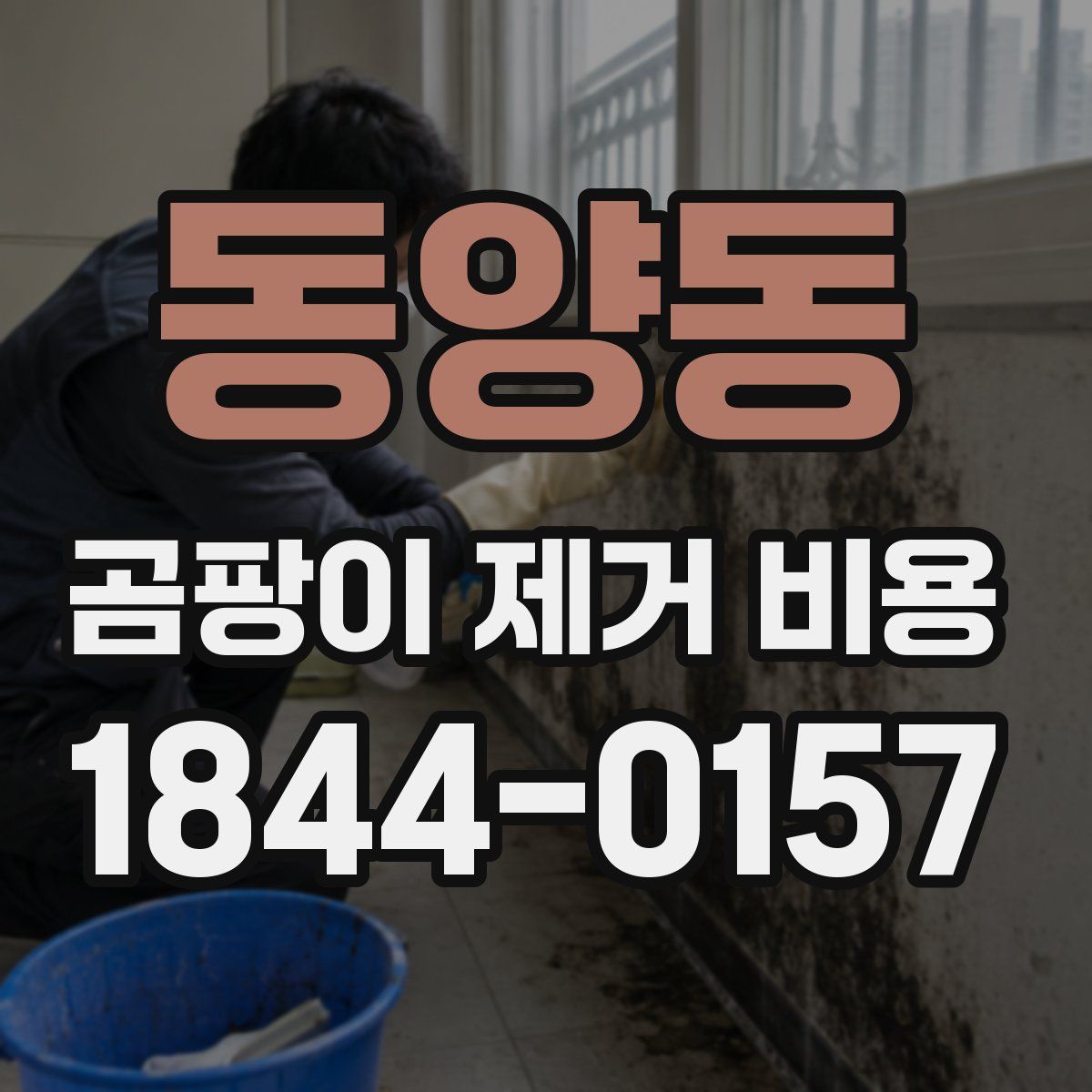 동양동 곰팡이 제거 비용