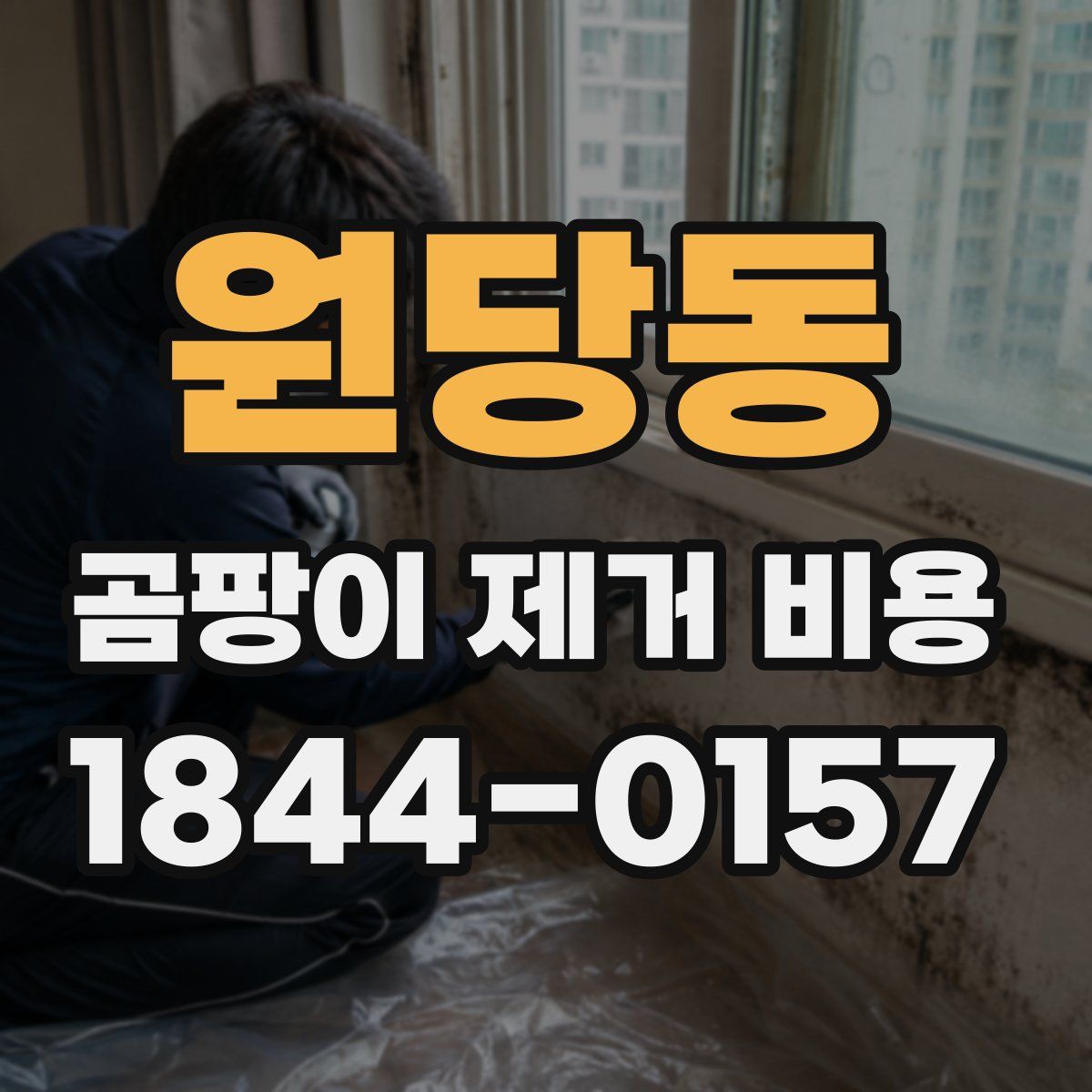 원당동 곰팡이 제거 비용