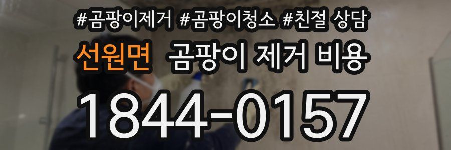 선원면 곰팡이 제거 비용