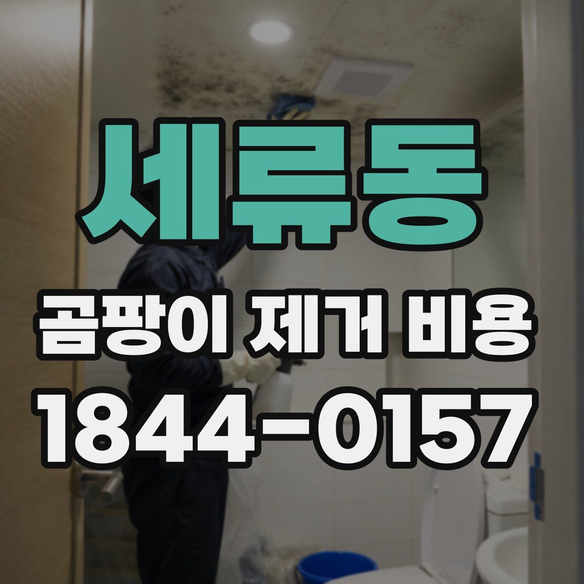 세류동 곰팡이 제거 비용