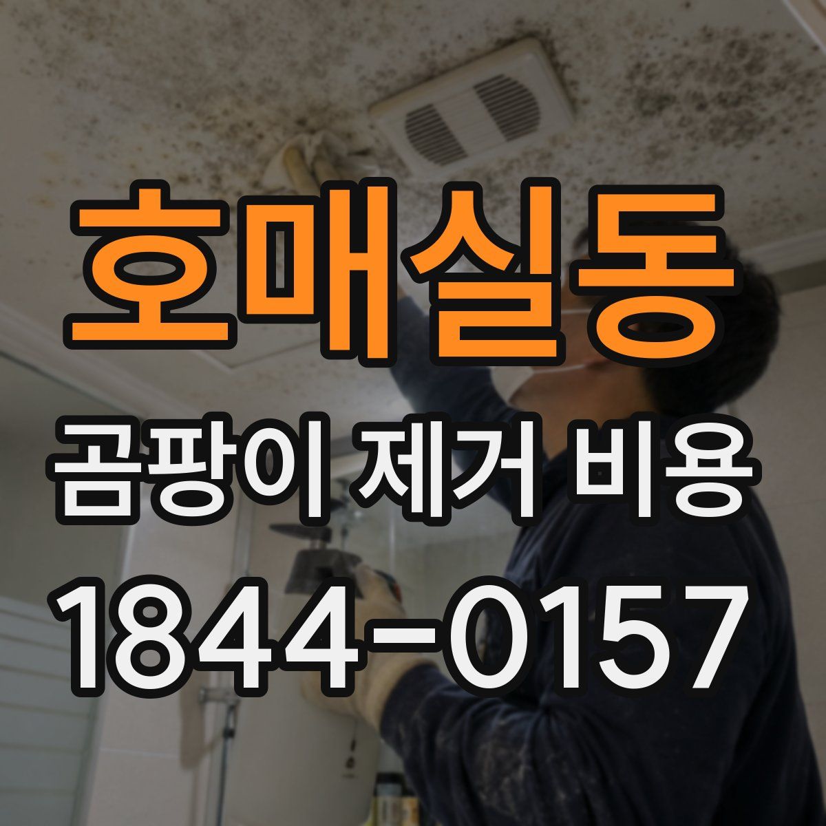 호매실동 곰팡이 제거 비용