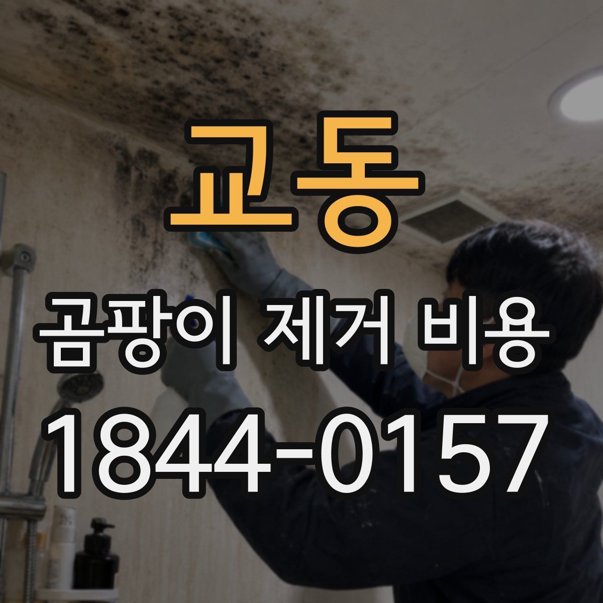 교동 곰팡이 제거 비용