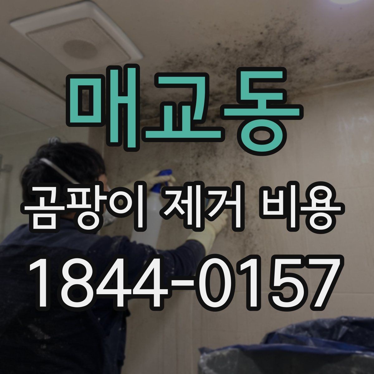 매교동 곰팡이 제거 비용 알아볼 때 후기보다 먼저 볼 것