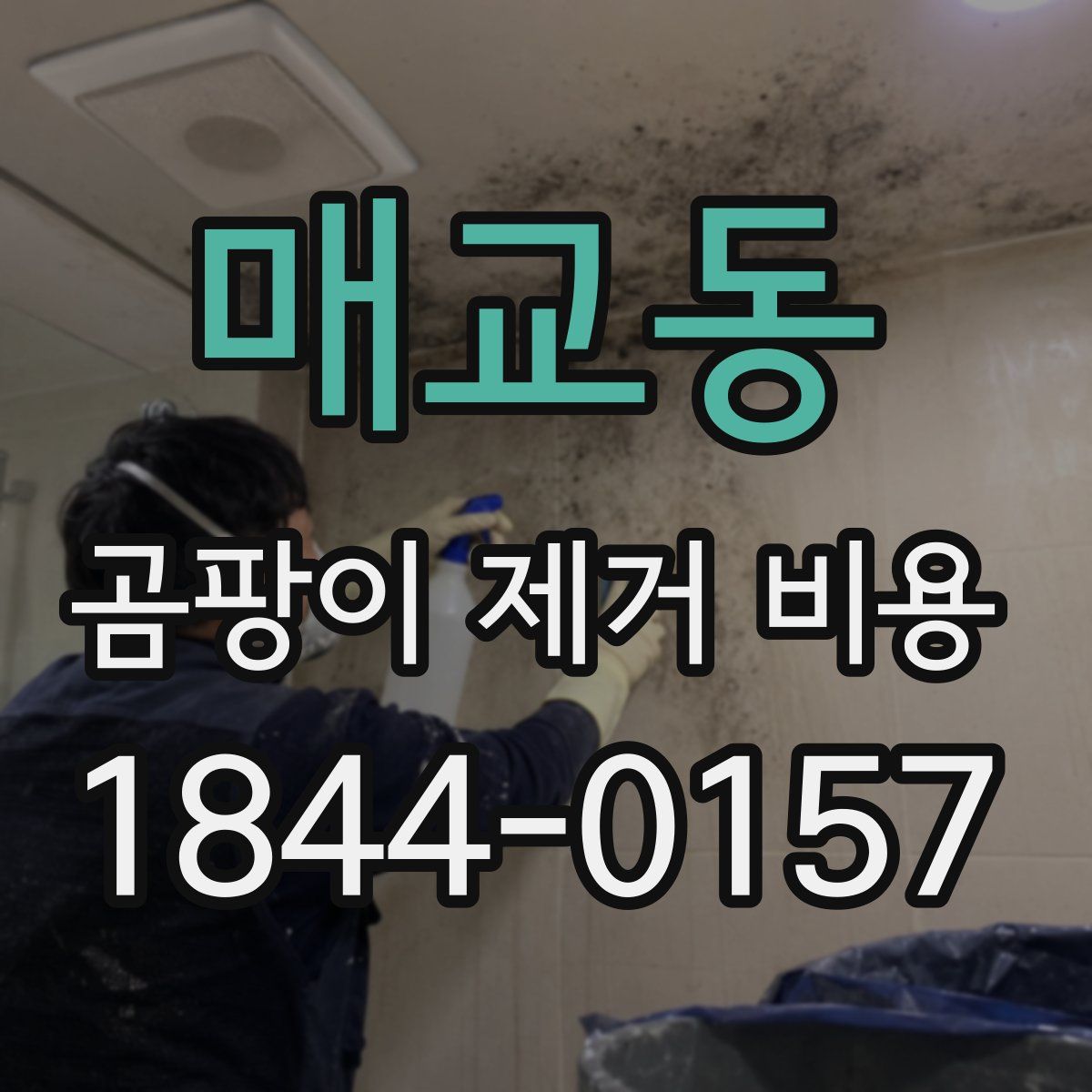 매교동 곰팡이 제거 비용