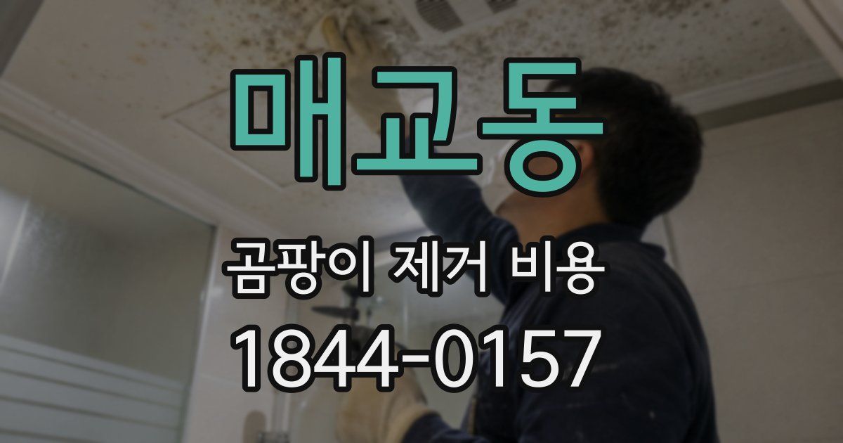 매교동 곰팡이 제거 비용