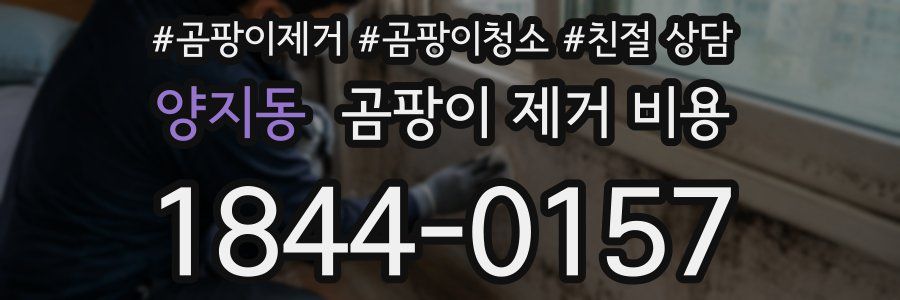양지동 곰팡이 제거 비용