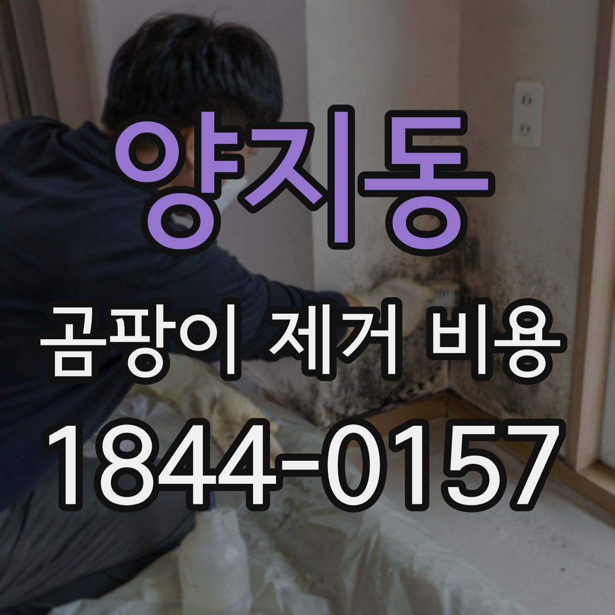양지동 곰팡이 제거 비용