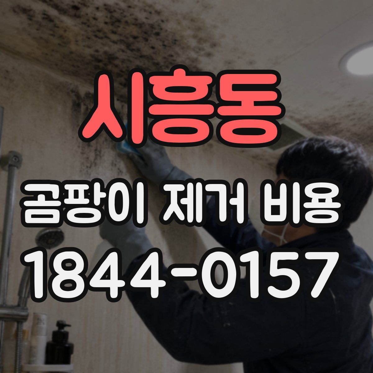 시흥동 곰팡이 제거 비용