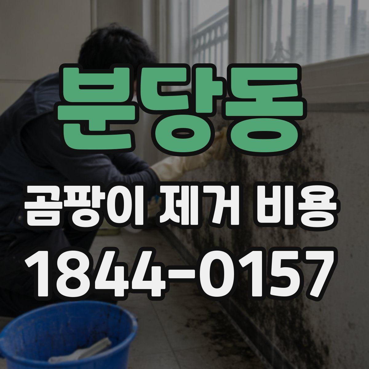 분당동 곰팡이 제거 비용