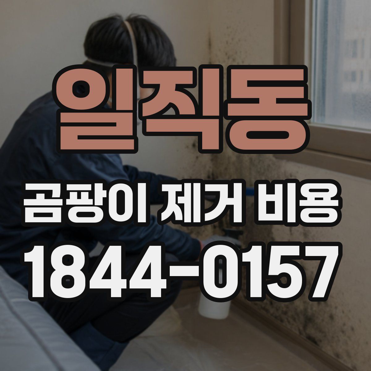 일직동 곰팡이 제거 비용