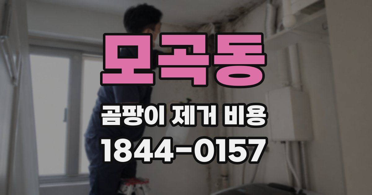 모곡동 곰팡이 제거 비용
