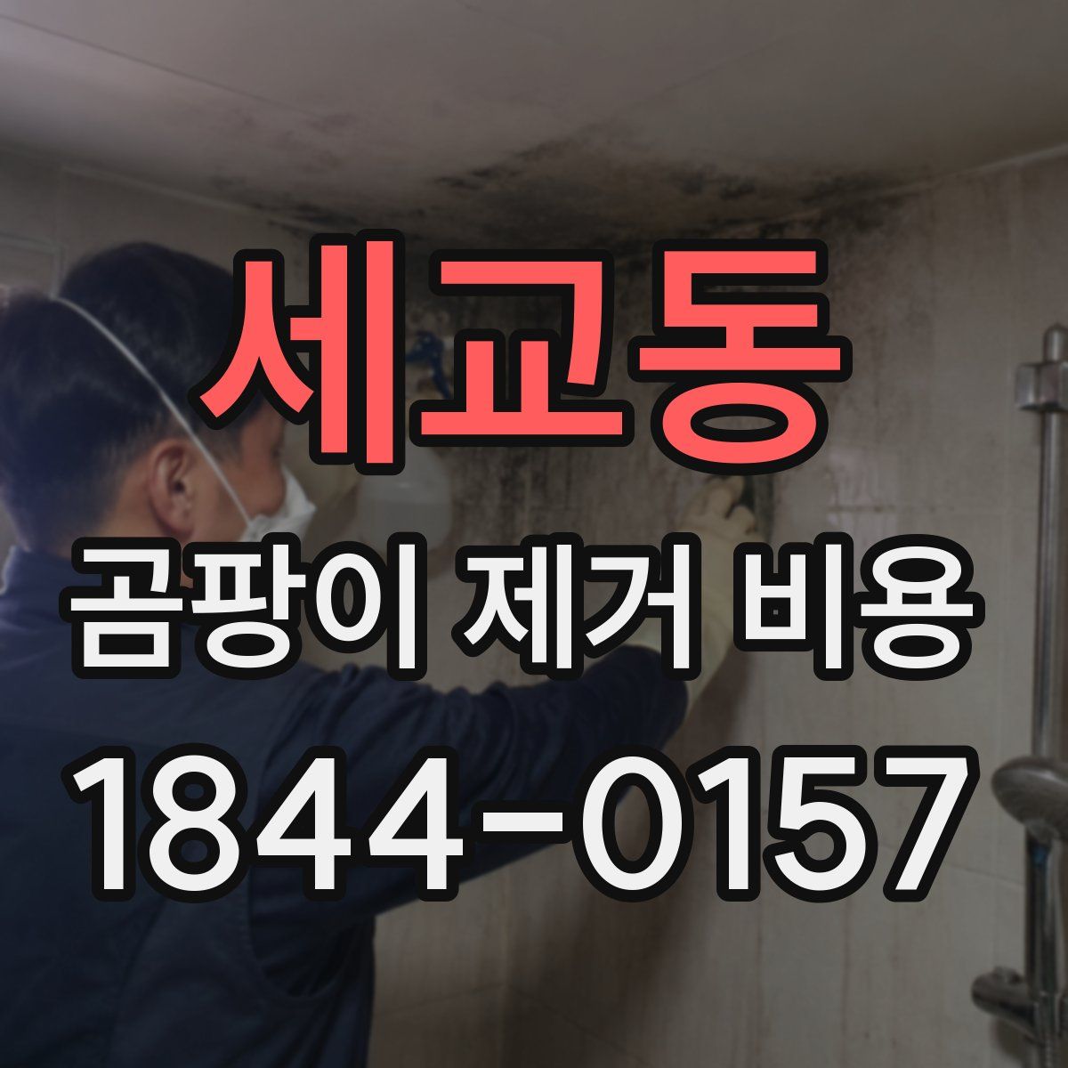 세교동 곰팡이 제거 비용