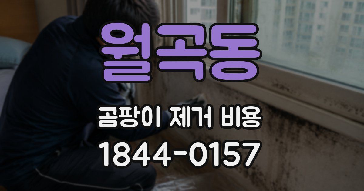 월곡동 곰팡이 제거 비용