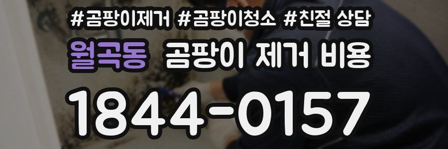 월곡동 곰팡이 제거 비용