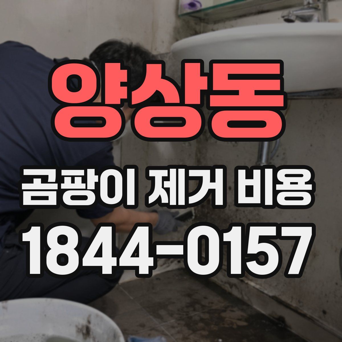 양상동 곰팡이 제거 비용
