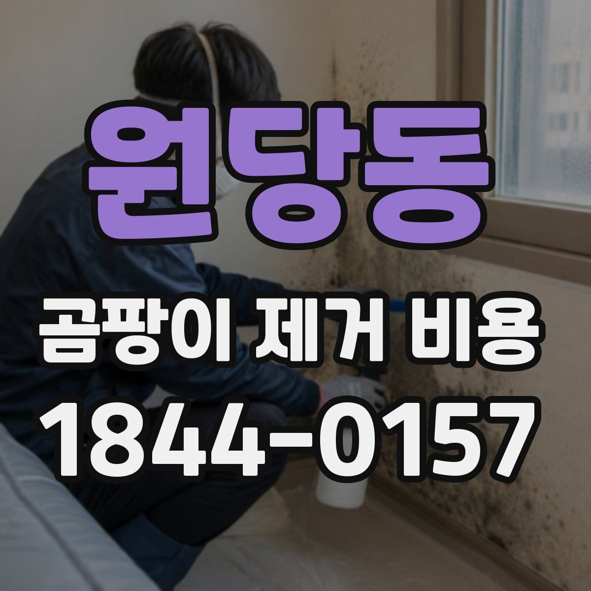 원당동 곰팡이 제거 비용