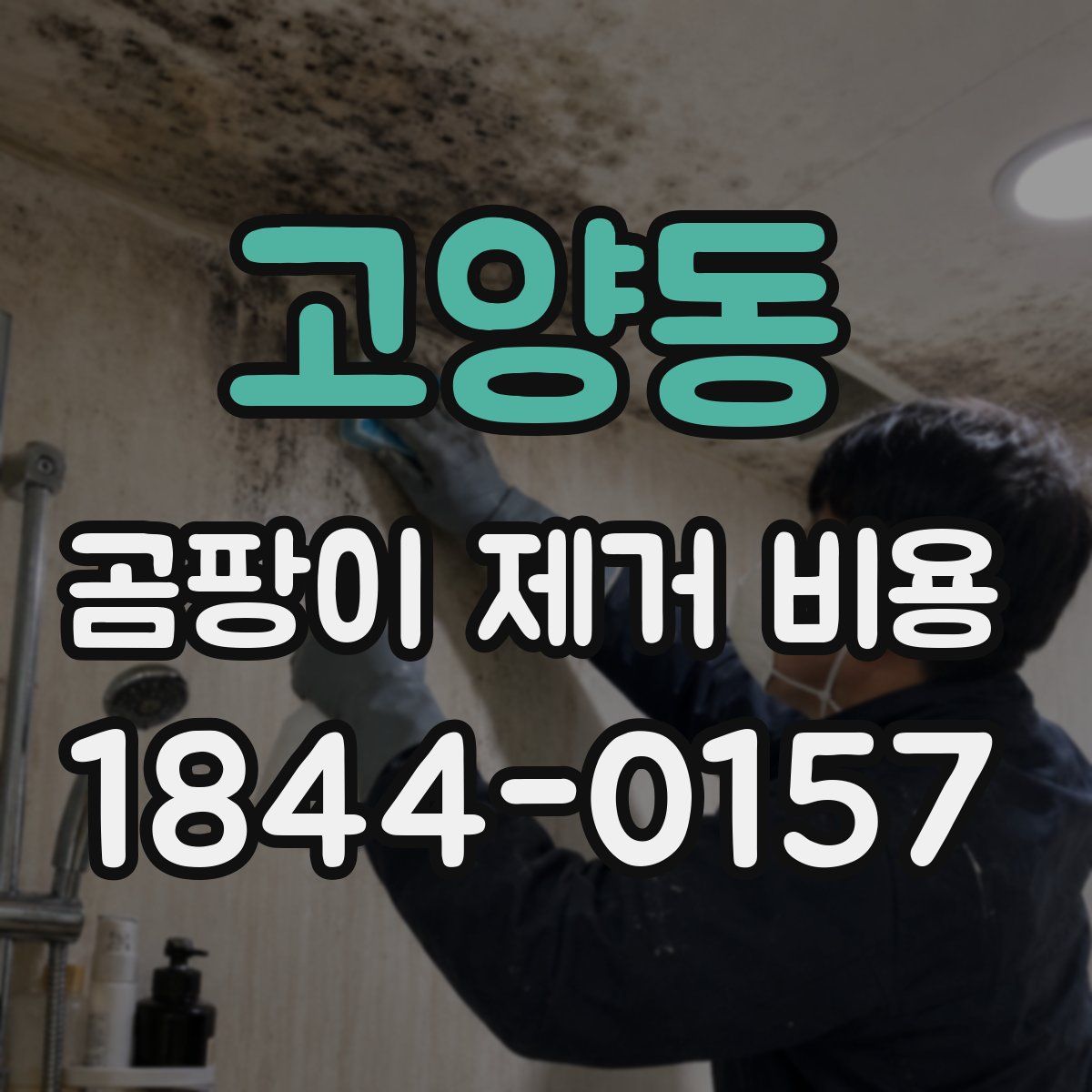 고양동 곰팡이 제거 비용