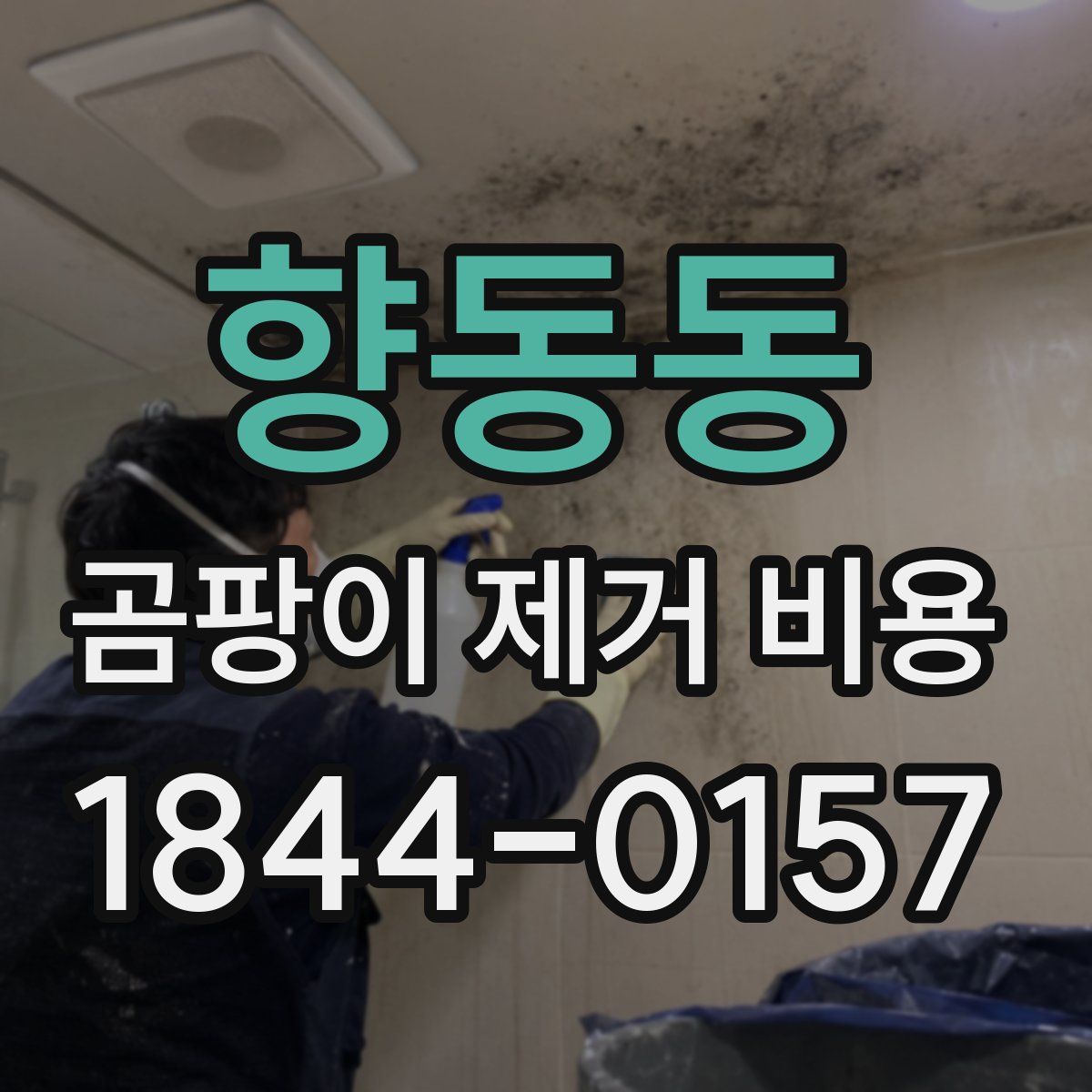 향동동 곰팡이 제거 비용