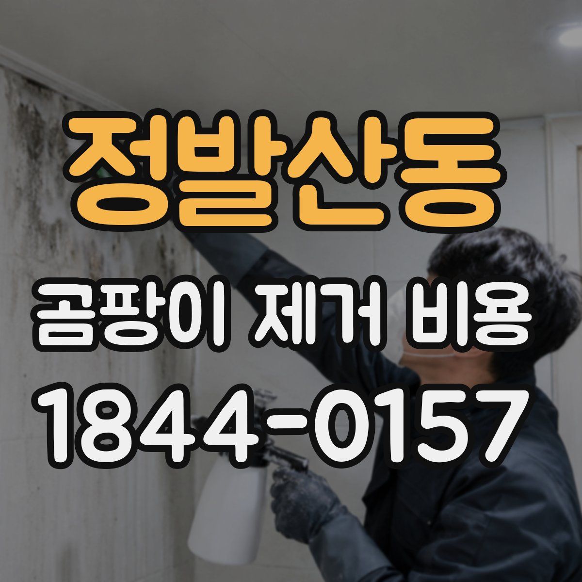 정발산동 곰팡이 제거 비용