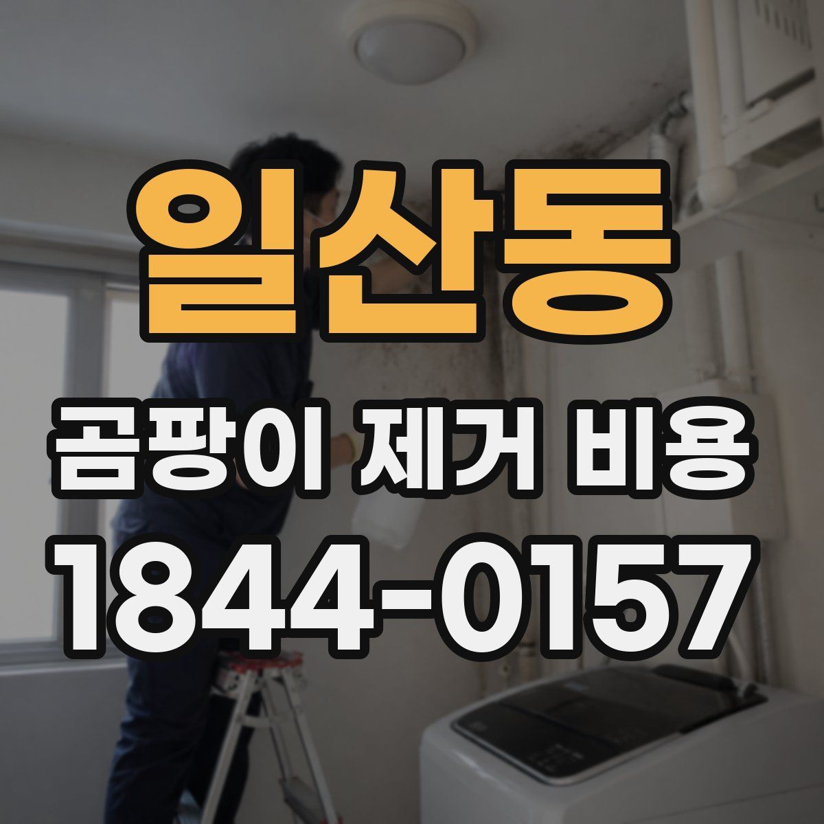 일산동 곰팡이 제거 비용