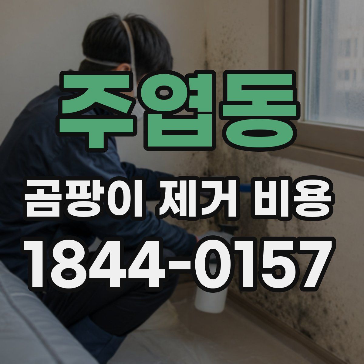 주엽동 곰팡이 제거 비용