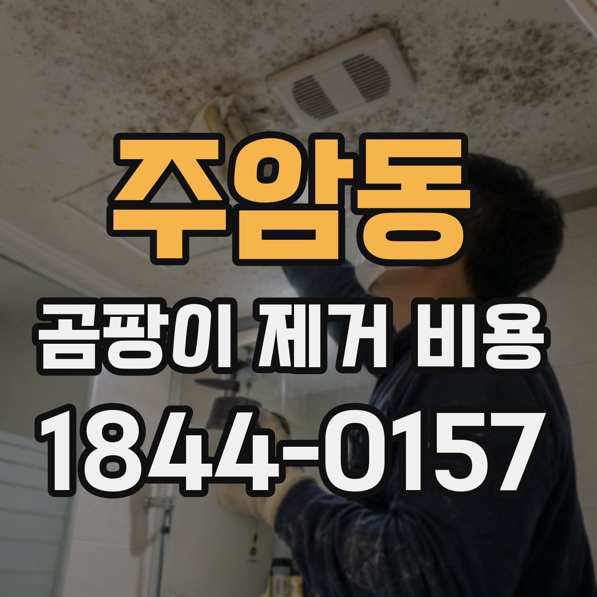 주암동 곰팡이 제거 비용