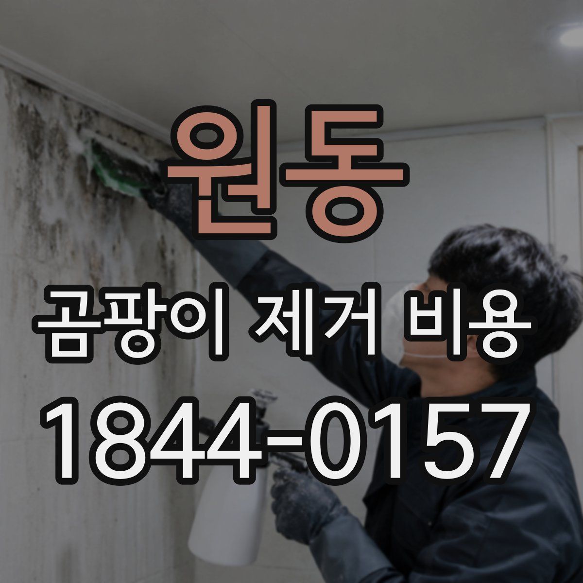 원동 곰팡이 제거 비용