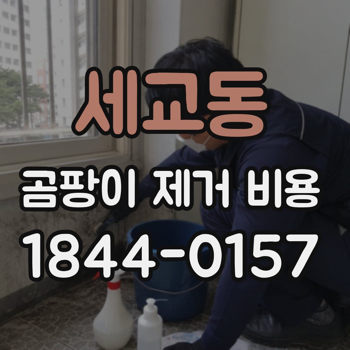 세교동 곰팡이 제거 비용