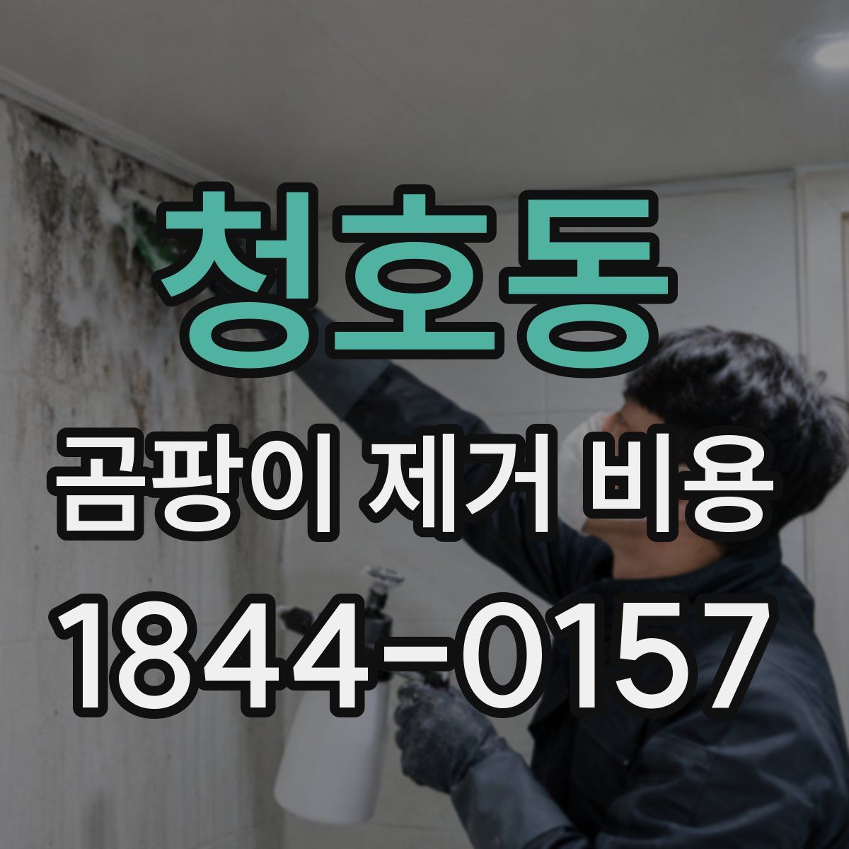 청호동 곰팡이 제거 비용