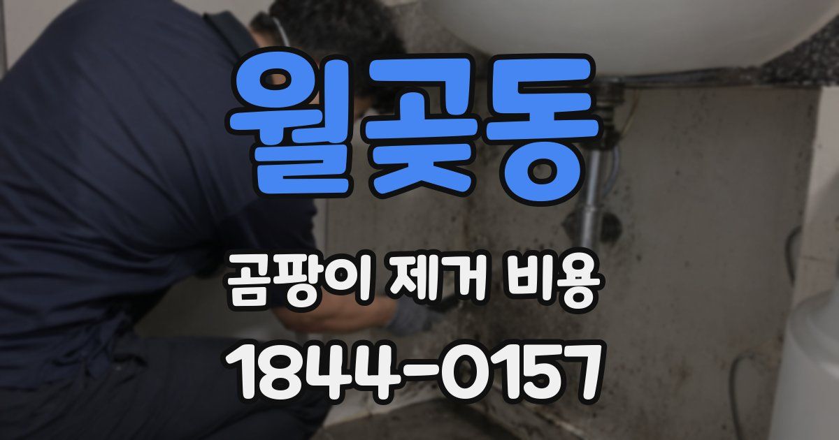 월곶동 곰팡이 제거 비용