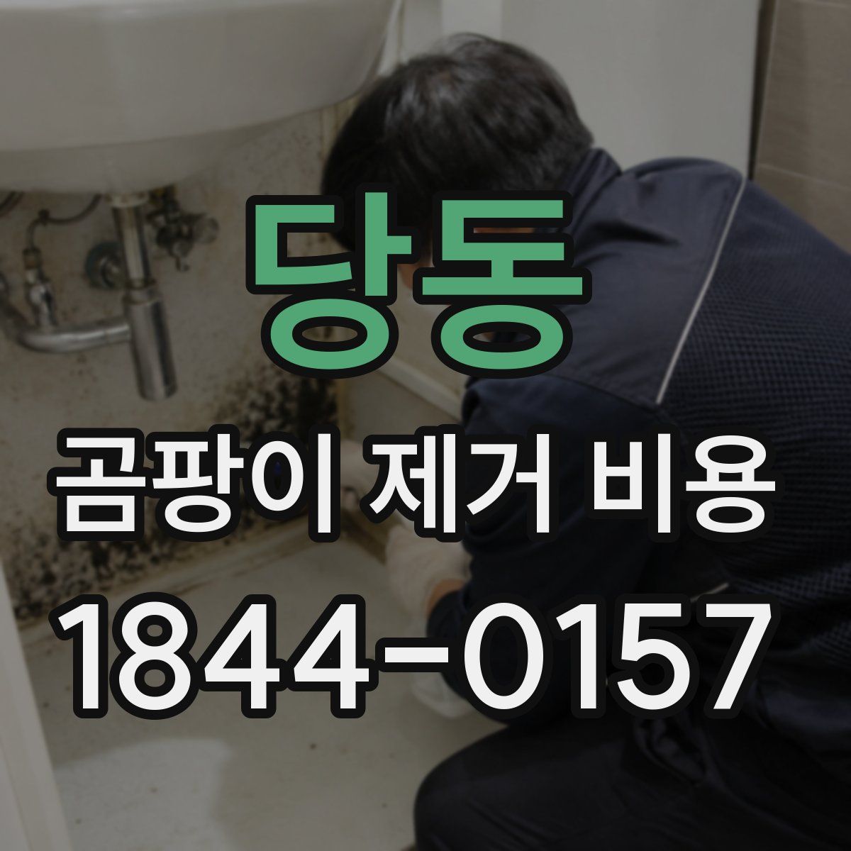 당동 곰팡이 제거 비용