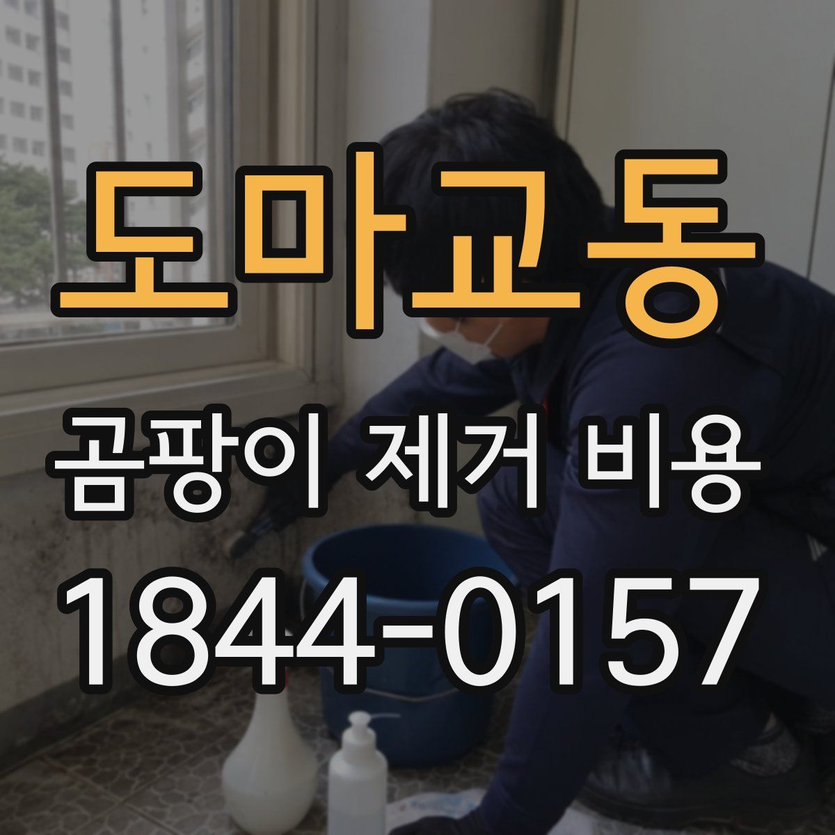 도마교동 곰팡이 제거 비용