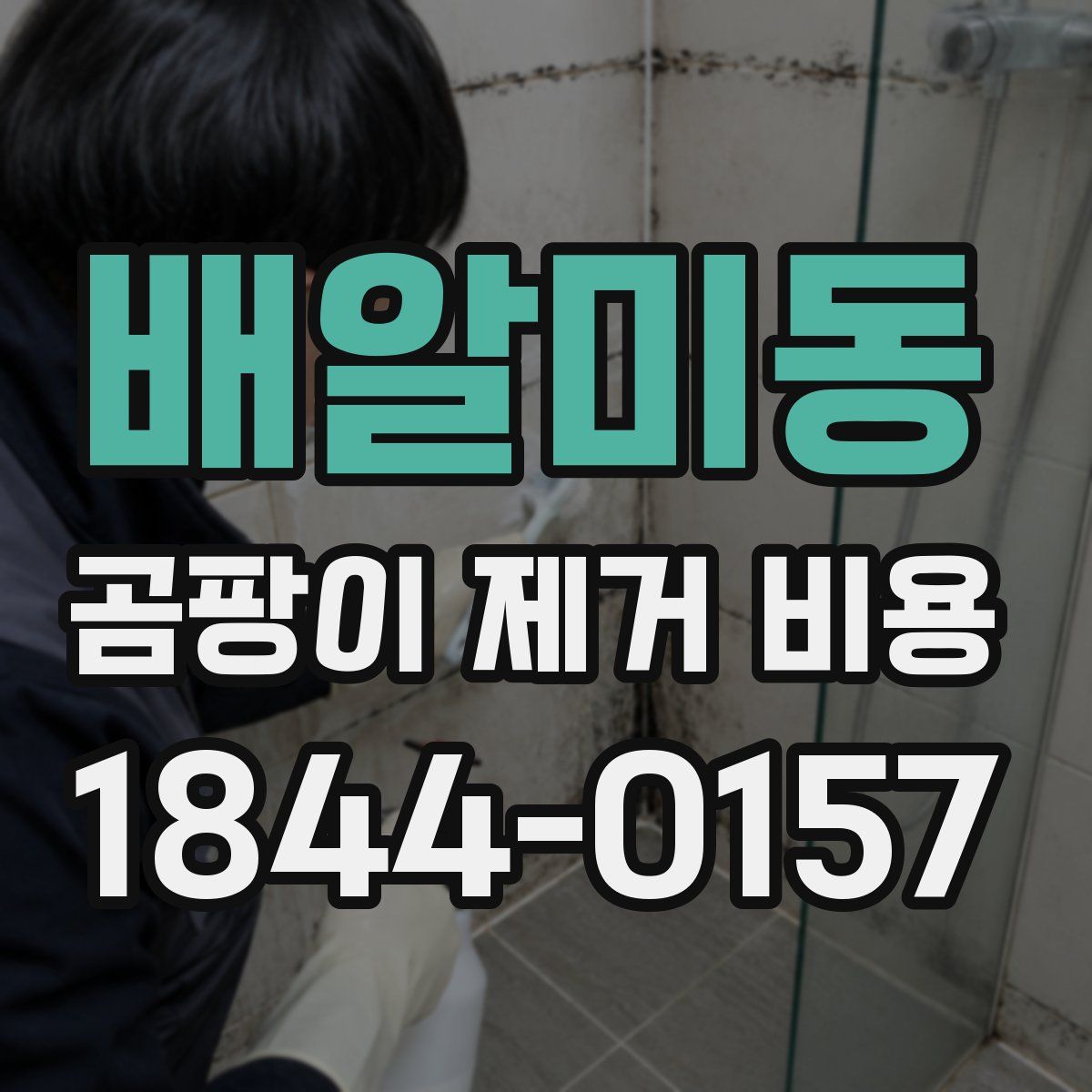 배알미동 곰팡이 제거 비용