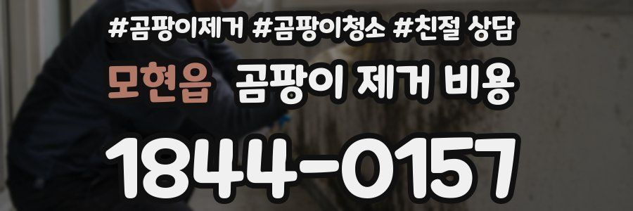 모현읍 곰팡이 제거 비용