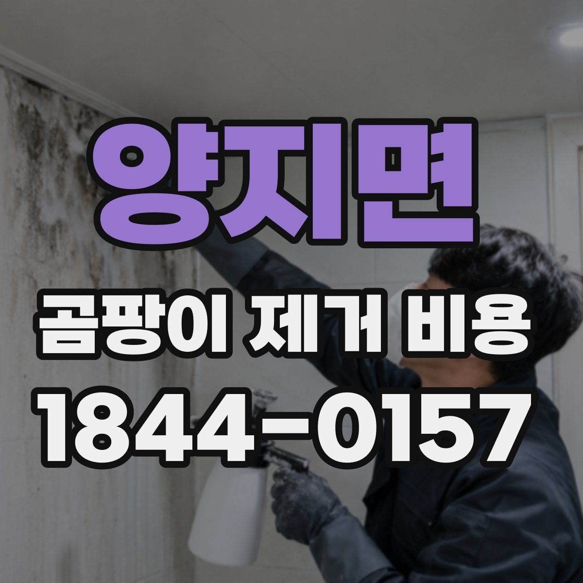 양지면 곰팡이 제거 비용