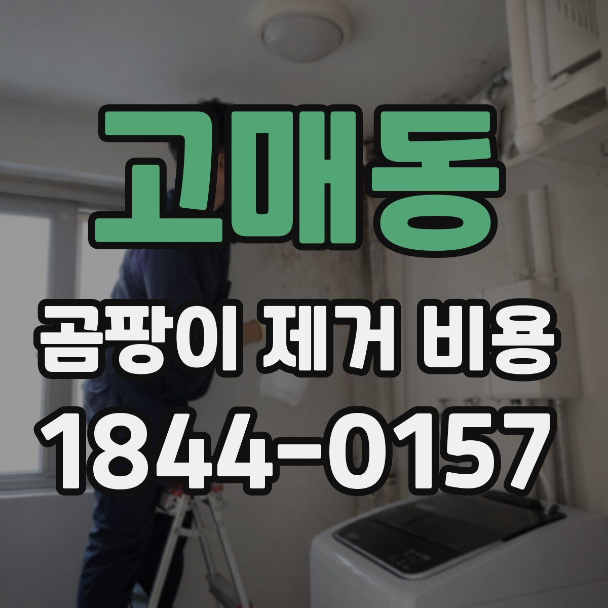 고매동 곰팡이 제거 비용