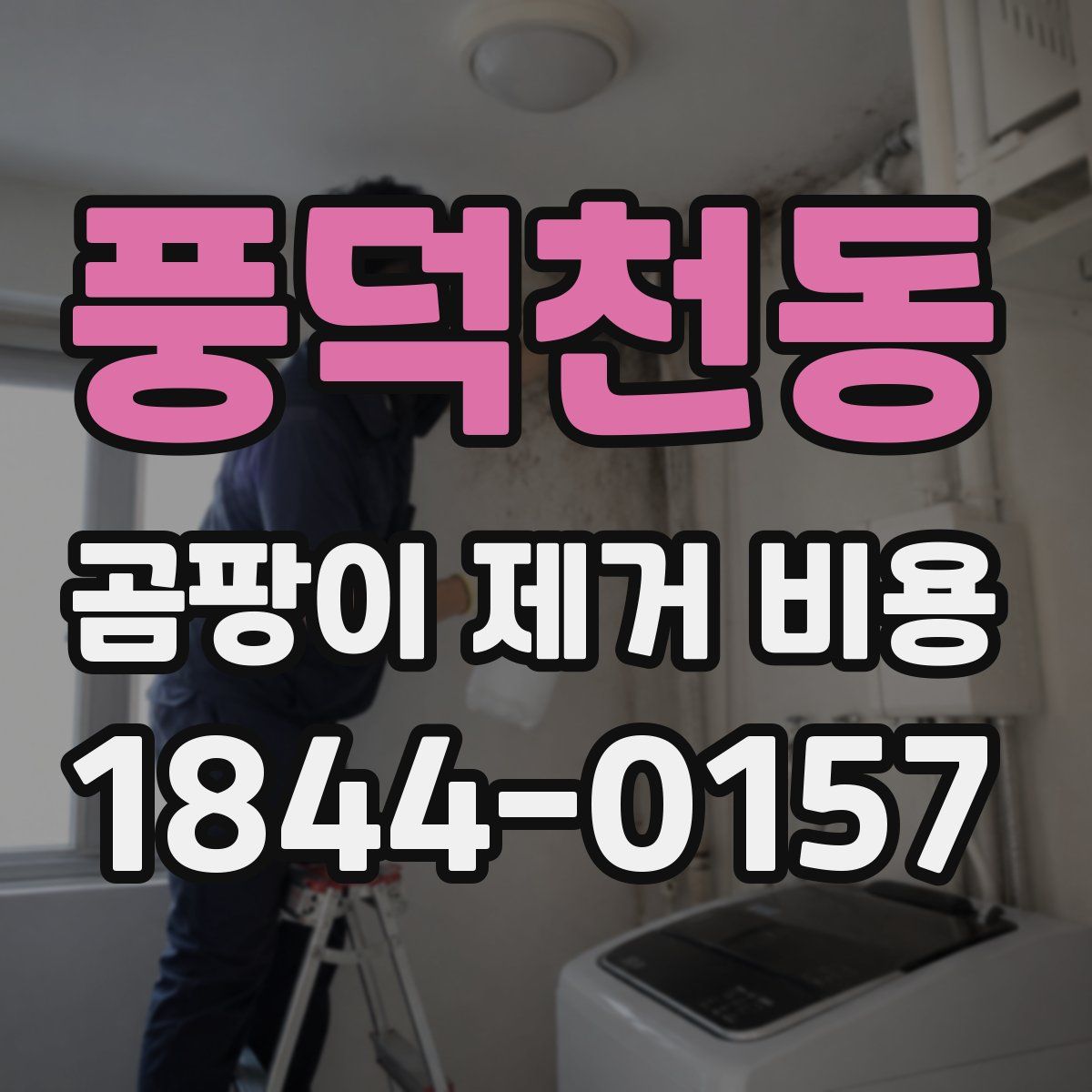 풍덕천동 곰팡이 제거 비용