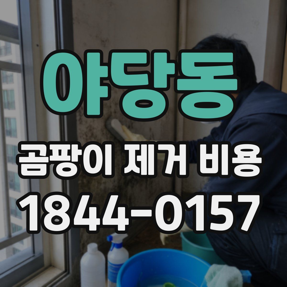 야당동 곰팡이 제거 비용