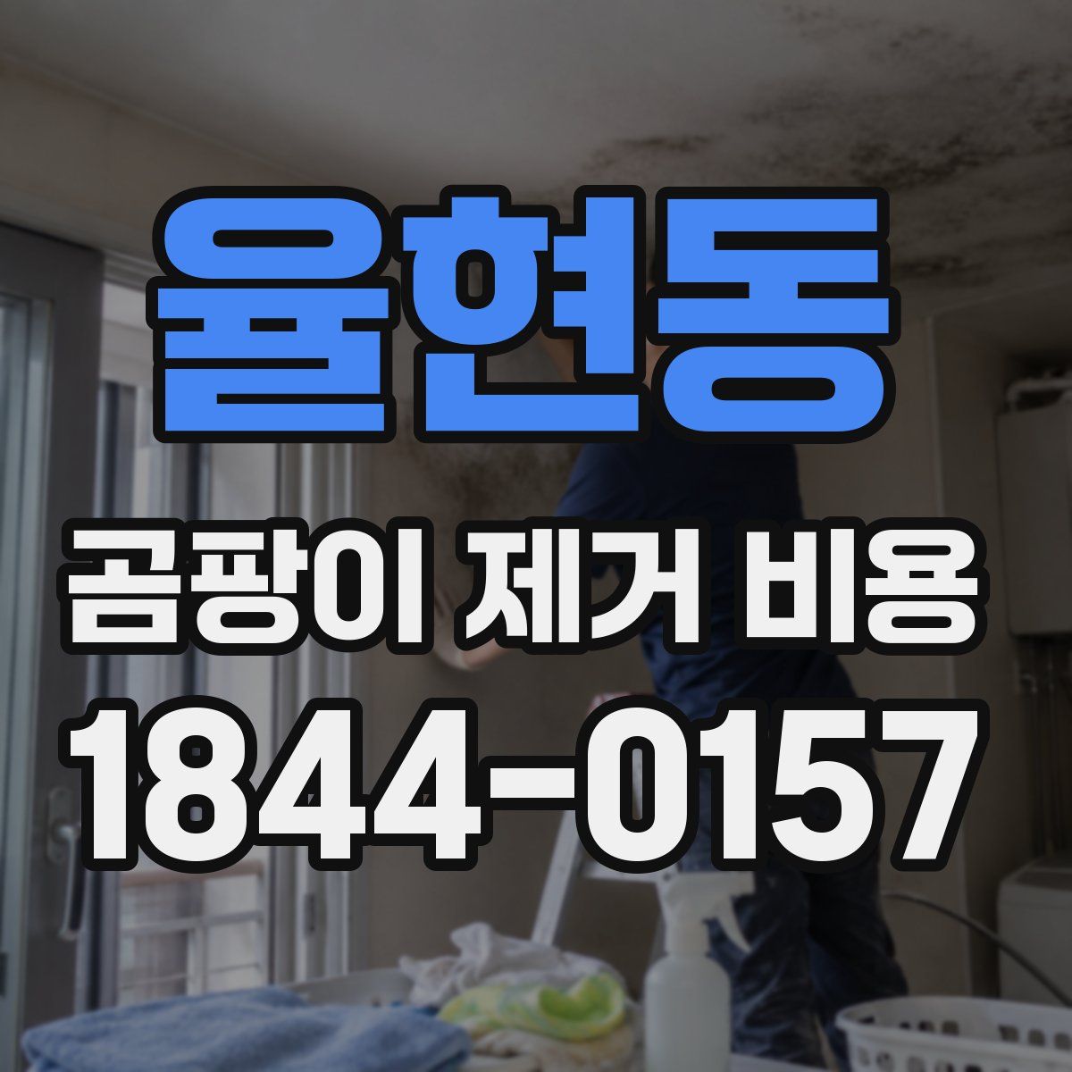 율현동 곰팡이 제거 비용