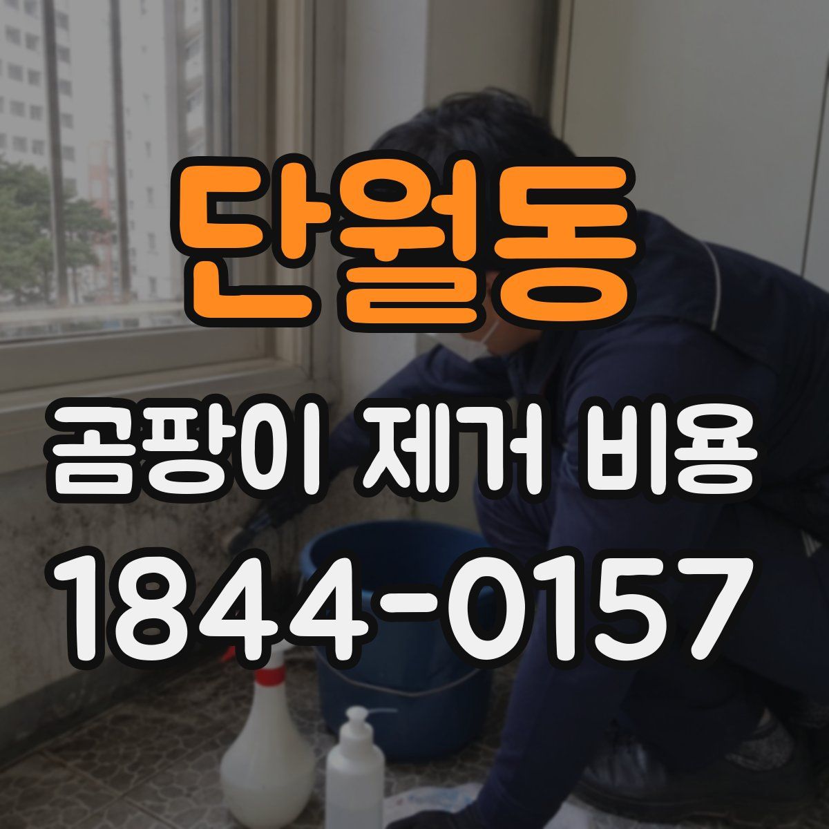 단월동 곰팡이 제거 비용
