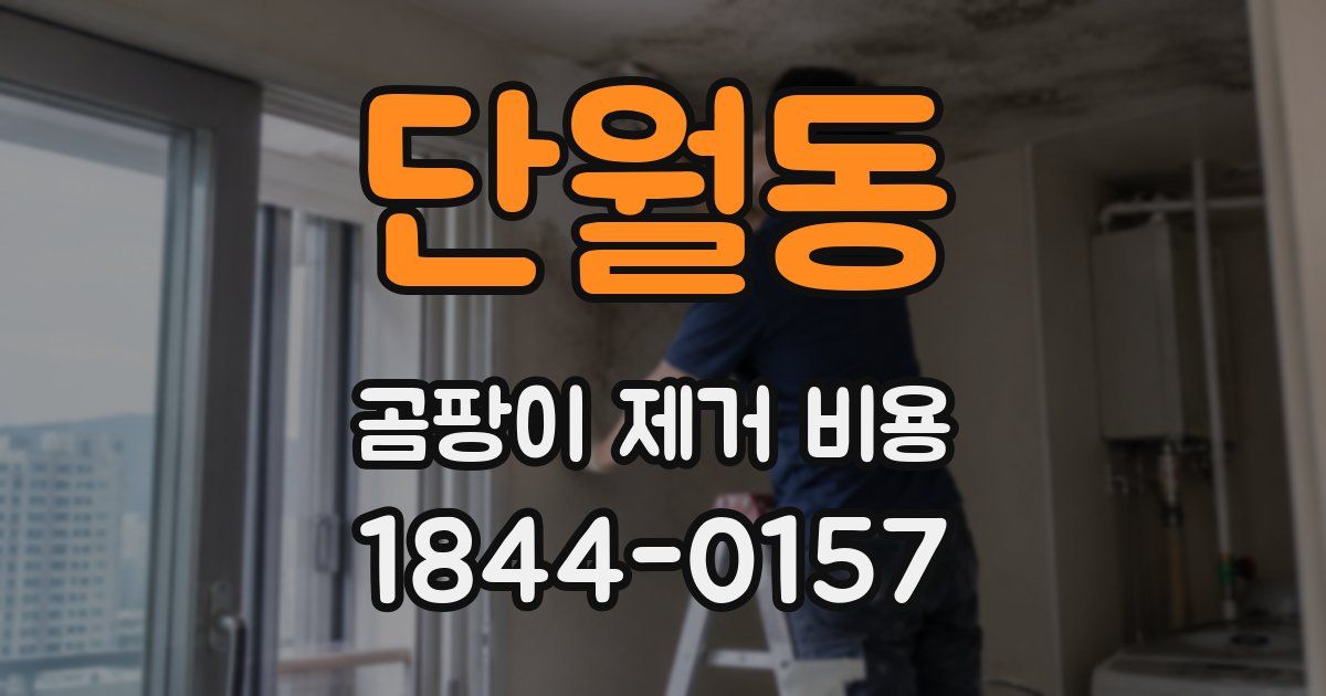 단월동 곰팡이 제거 비용