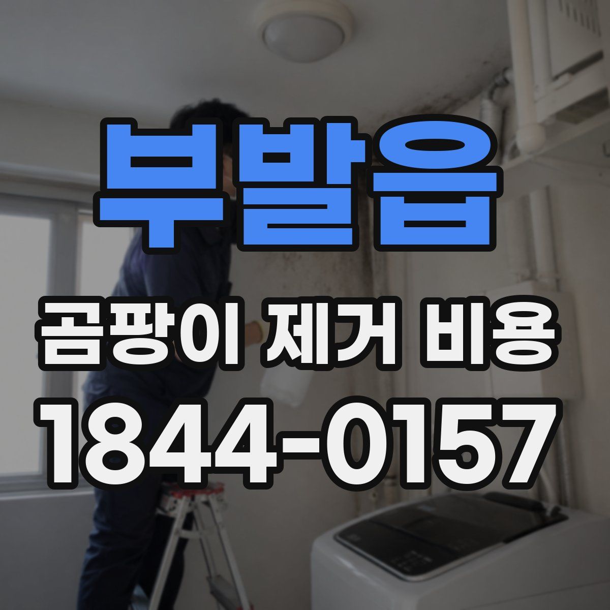 부발읍 곰팡이 제거 비용