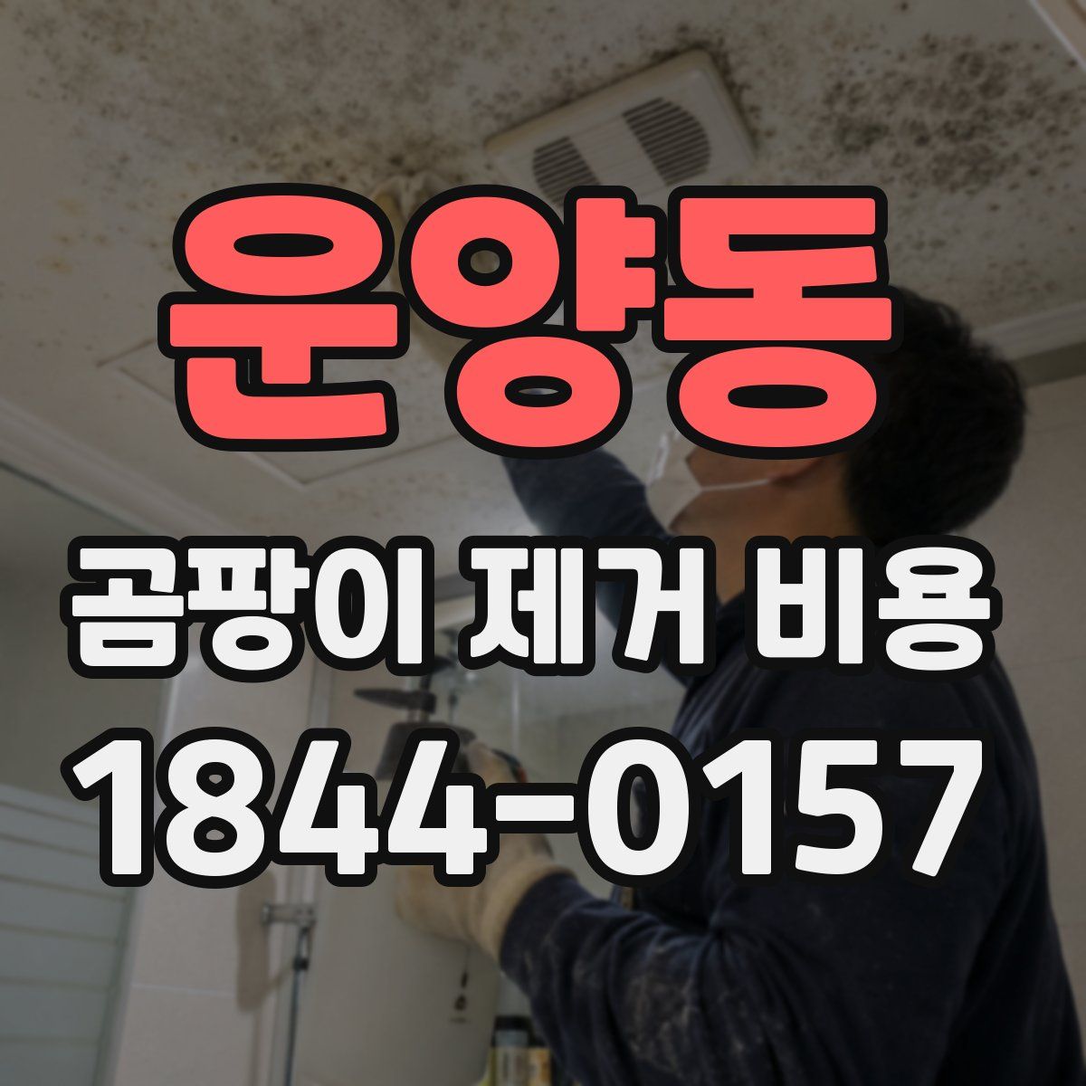 운양동 곰팡이 제거 비용