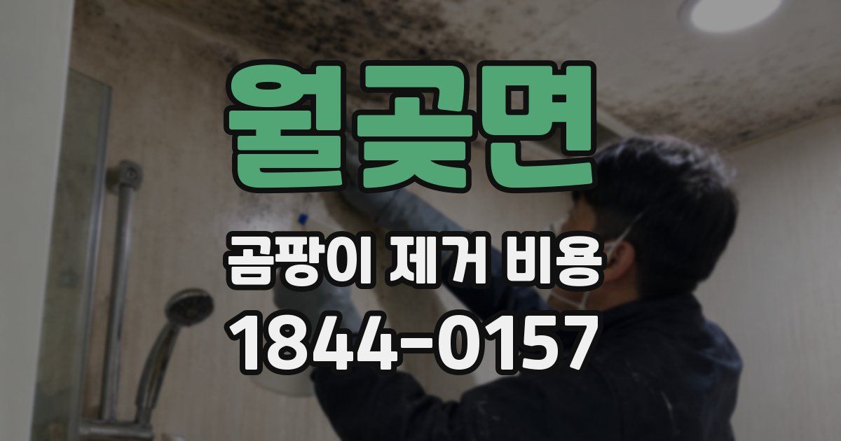 월곶면 곰팡이 제거 비용