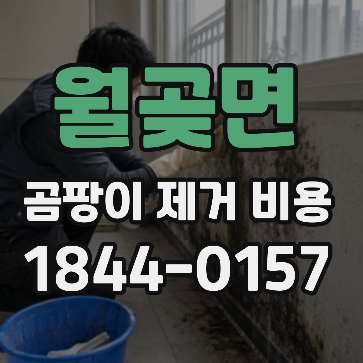 월곶면 곰팡이 제거 비용