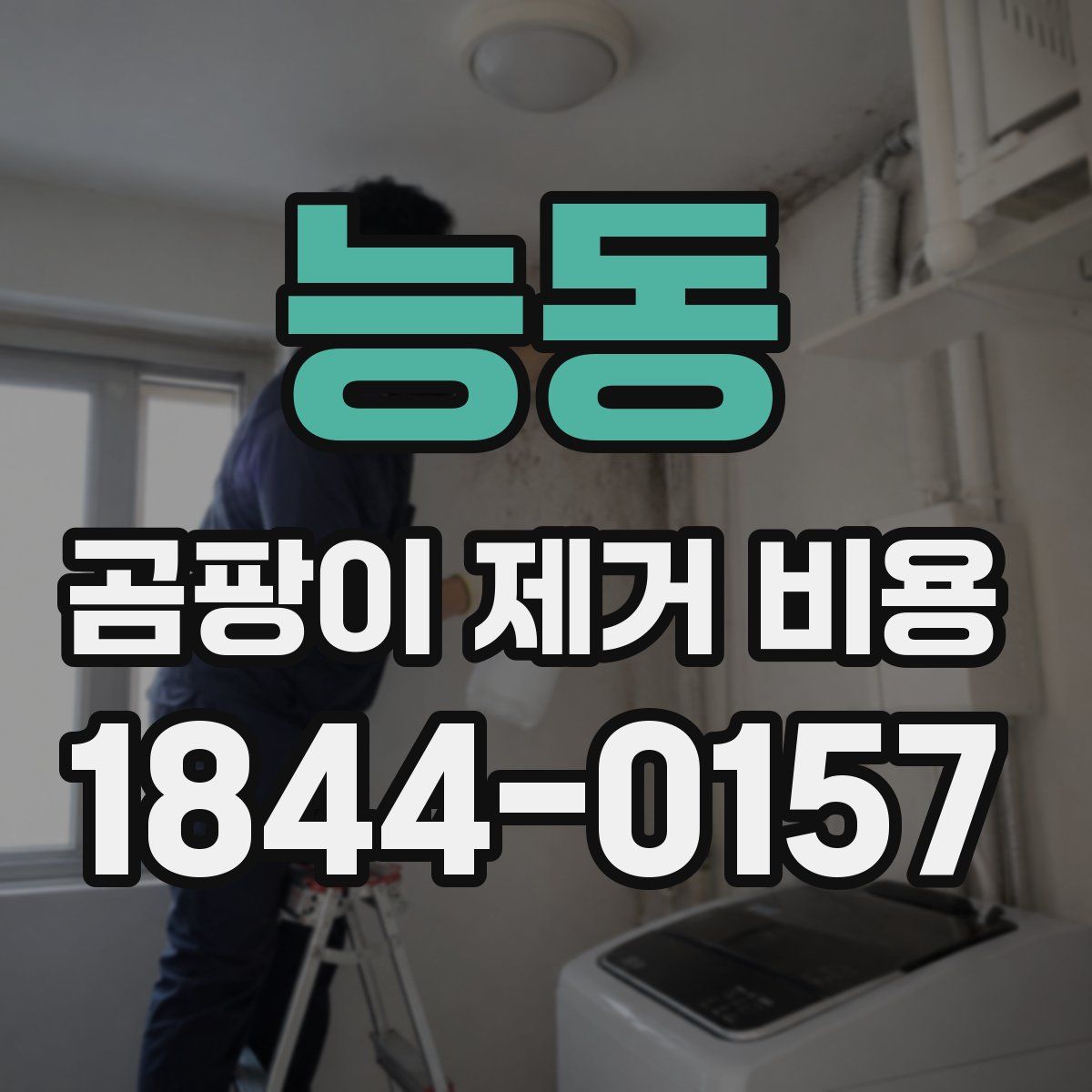 능동 곰팡이 제거 비용