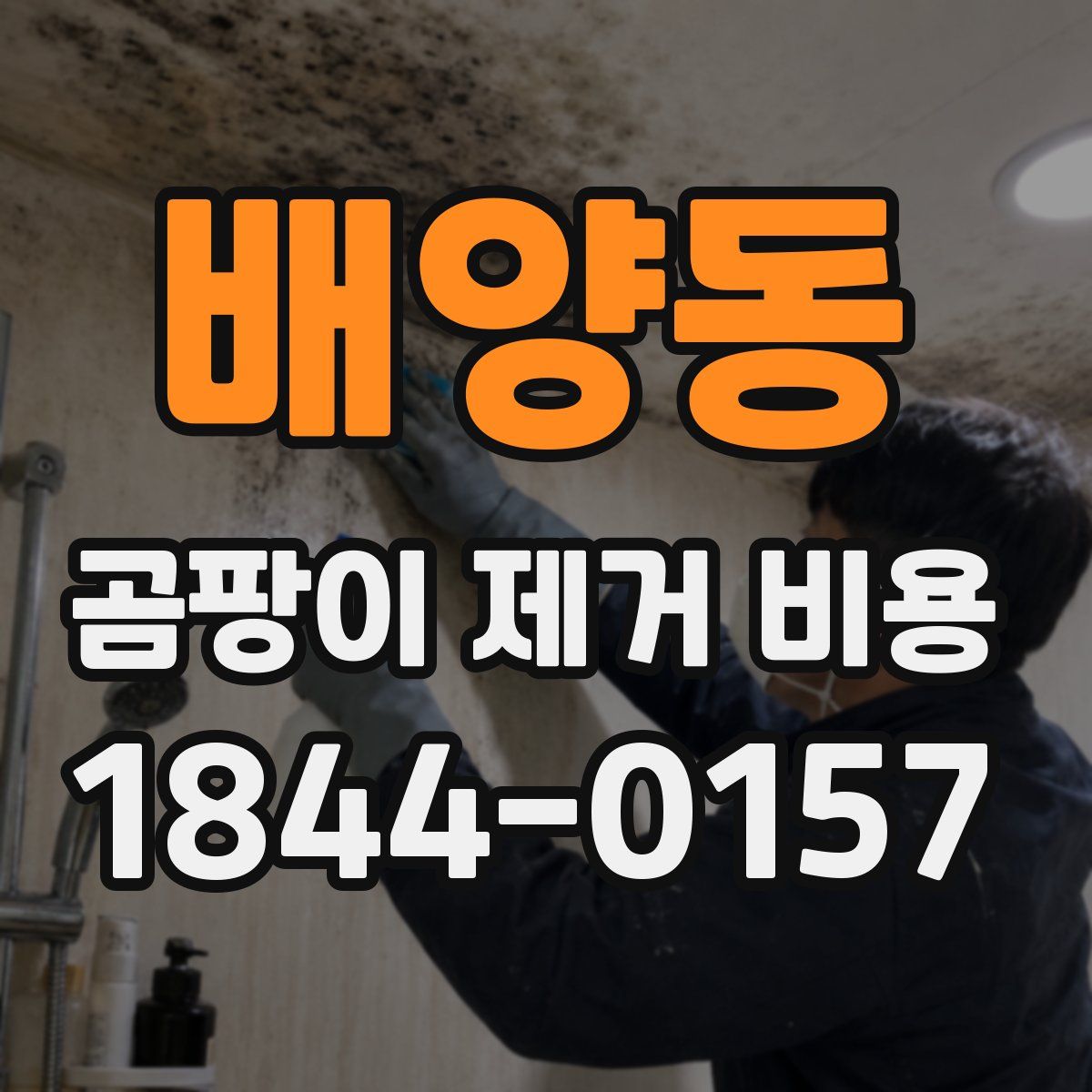 배양동 곰팡이 제거 비용