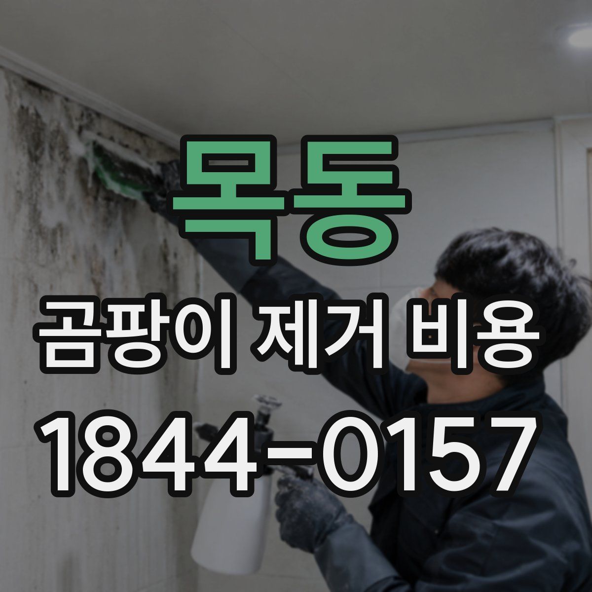 목동 곰팡이 제거 비용